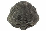 Wide, Enrolled Pedinopariops Trilobite - Mrakib, Morocco #125109-4